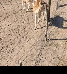 Bábolnai Arborétum & Állatpark