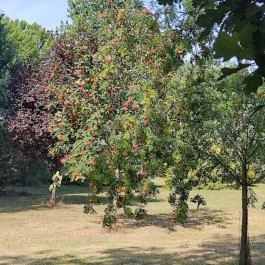 Bábolnai Arborétum & Állatpark, Bábolna - Egyéb