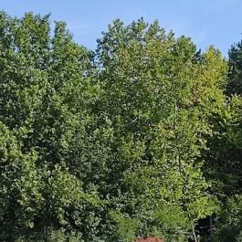 Bábolnai Arborétum & Állatpark, Bábolna - Egyéb