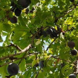 Bábolnai Arborétum & Állatpark, Bábolna - Egyéb