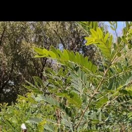 Bábolnai Arborétum & Állatpark, Bábolna - Egyéb