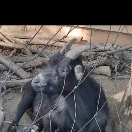 Bábolnai Arborétum & Állatpark, Bábolna - Egyéb