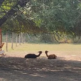 Bábolnai Arborétum & Állatpark, Bábolna - Egyéb
