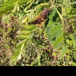 Bábolnai Arborétum & Állatpark, Bábolna - Egyéb