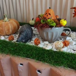 Cafe bábolna, Bábolna - Egyéb