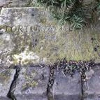 Fortuna-kút Veszprém - Egyéb