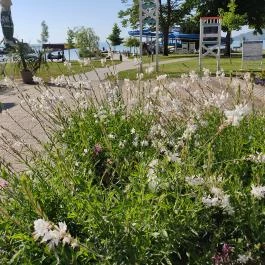 Balatontourist Füred Kemping és Üdül?falu, Balatonfüred - Egyéb