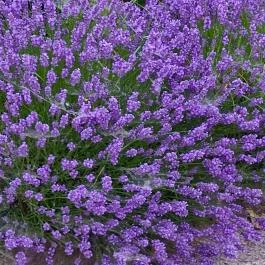 Balatontourist Füred Kemping és Üdül?falu, Balatonfüred - Egyéb