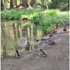 Szabadkígyósi Wenckheim-kastély Szabadkígyós - Egyéb