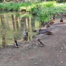 Szabadkígyósi Wenckheim-kastély Szabadkígyós - Egyéb