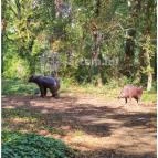 Szabadkígyósi Wenckheim-kastély Szabadkígyós - Egyéb