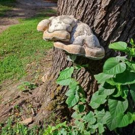 Szabadkígyósi Wenckheim-kastély Szabadkígyós - Egyéb