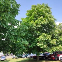 Hertelendi Termálfürdő Magyarhertelend - Egyéb