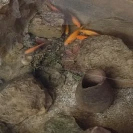 Hertelendi Termálfürdő Magyarhertelend - Egyéb