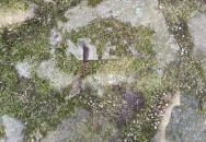 Honfoglalás emlékoszlop Visegrád