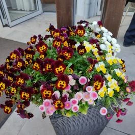 Hotel Golden Lake Resort, Balatonfüred - Egyéb