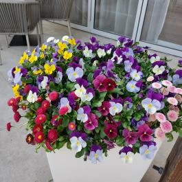 Hotel Golden Lake Resort, Balatonfüred - Egyéb