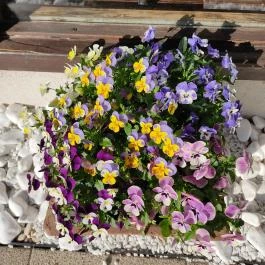 Hotel Golden Lake Resort, Balatonfüred - Egyéb