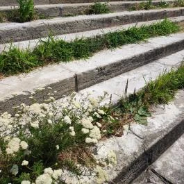 Kolodko: Békalábas usanka Budapest - Egyéb