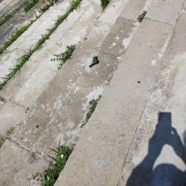 Kolodko: Békalábas usanka Budapest - Egyéb