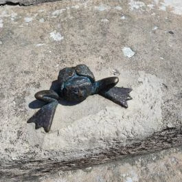 Kolodko: Békalábas usanka Budapest - Egyéb