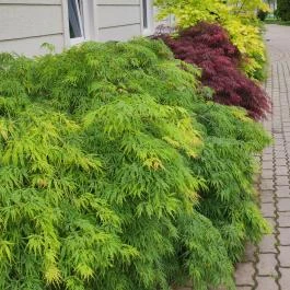 Liget Wellness & Konferencia Hotel , Szarvas - Egyéb