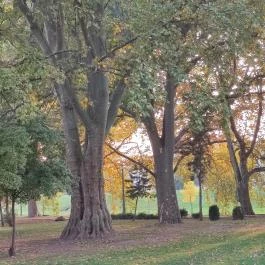 Radó-sziget Győr, Győr - Egyéb