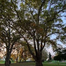 Radó-sziget Győr, Győr - Egyéb