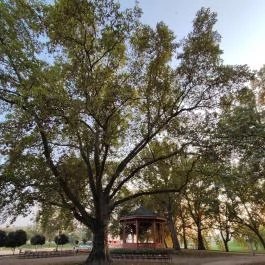 Radó-sziget Győr, Győr - Egyéb