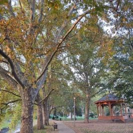 Radó-sziget Győr, Győr - Egyéb