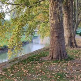 Radó-sziget Győr, Győr - Egyéb