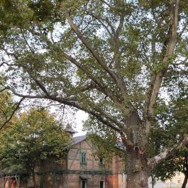 Radó-sziget Győr, Győr - Egyéb