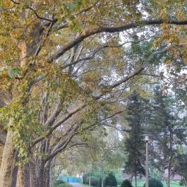 Radó-sziget Győr, Győr - Egyéb