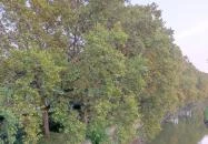 Radó-sziget Győr Győr