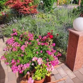 Rigoletto Cukrászda Visegrád - Egyéb