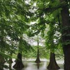 Szarvasi mocsárciprusok Szarvas - Egyéb