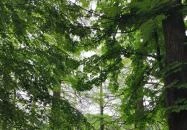 Szarvasi mocsárciprusok Szarvas