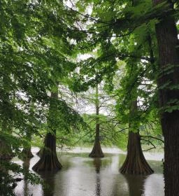 Szarvasi mocsárciprusok