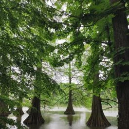Szarvasi mocsárciprusok, Szarvas - Egyéb