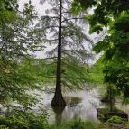 Szarvasi mocsárciprusok Szarvas - Egyéb