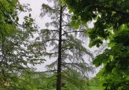 Szarvasi mocsárciprusok Szarvas