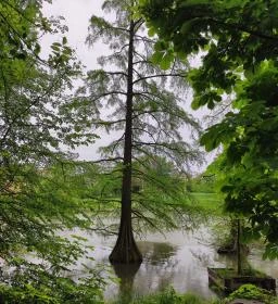 Szarvasi mocsárciprusok