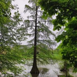 Szarvasi mocsárciprusok, Szarvas - Egyéb