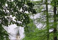 Szarvasi mocsárciprusok Szarvas