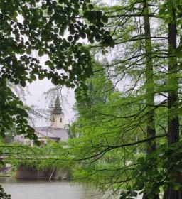 Szarvasi mocsárciprusok