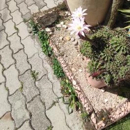 Szó Ami Szó, Balatonkenese - Egyéb