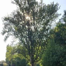 Tómalom Fürdő, Sopron - Egyéb