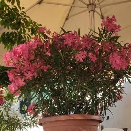 Tómalom Fürdő, Sopron - Egyéb