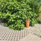 Toscana Apartman Gyula - Egyéb