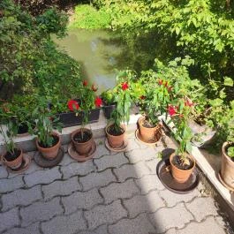 Veszely Csárda Békéscsaba - Egyéb